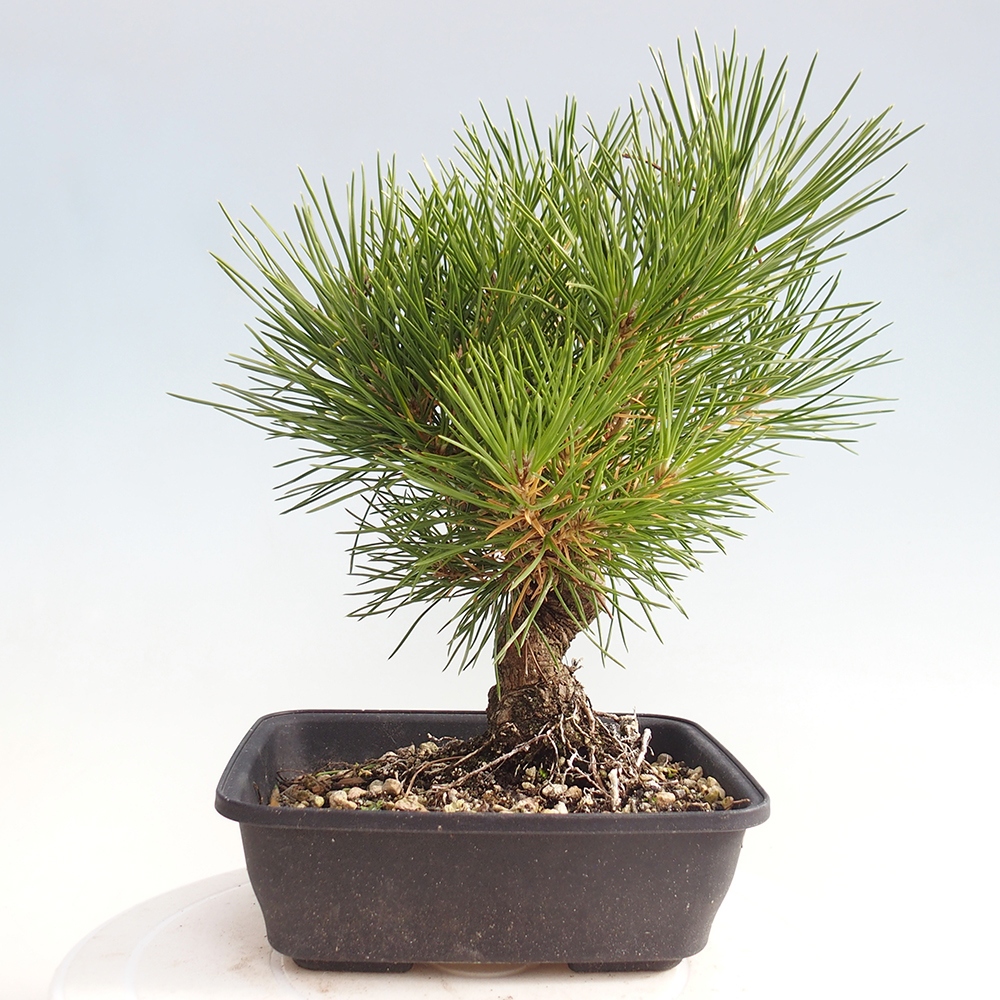 Bonsai da esterno - Pinus thunbergii - Pino di Thunberg