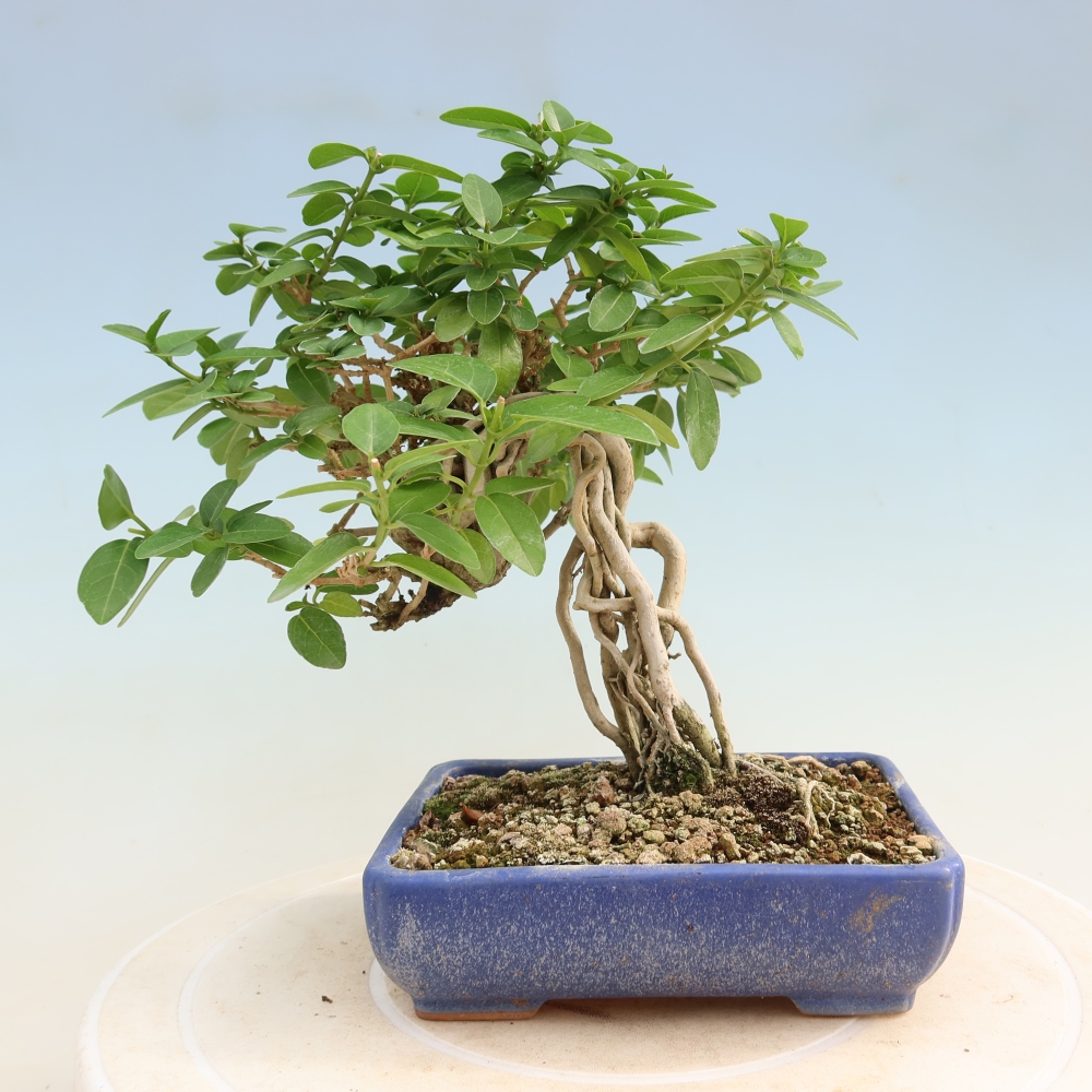 Bonsai da interno - Premna serratifolia - Kozlovna malolista