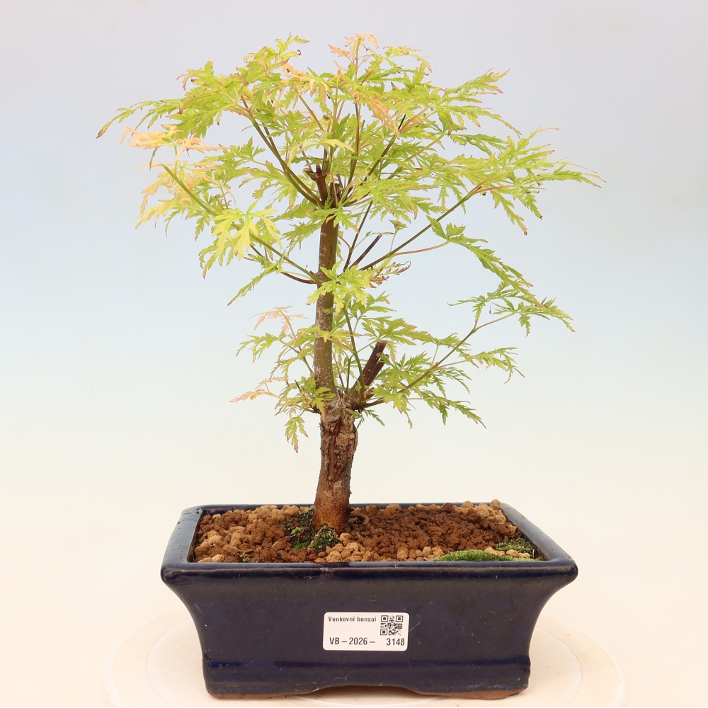 Bonsai da esterno - Acer palmatum Dissectum