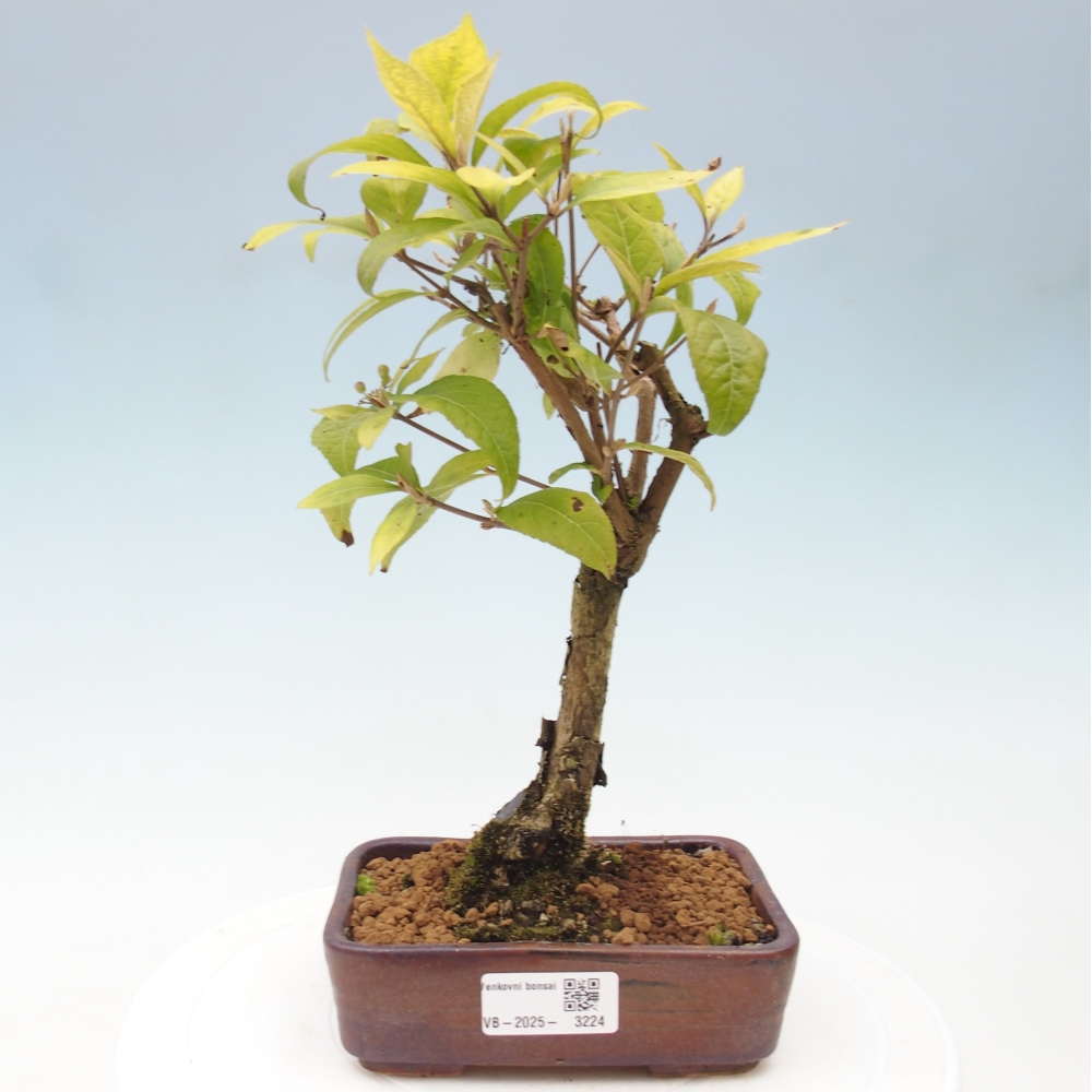 Bonsai da esterno - Callicarpa japonica