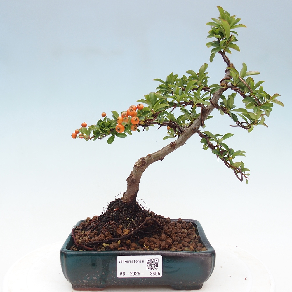 Bonsai da esterno-Pyracantha Teton -Hlox