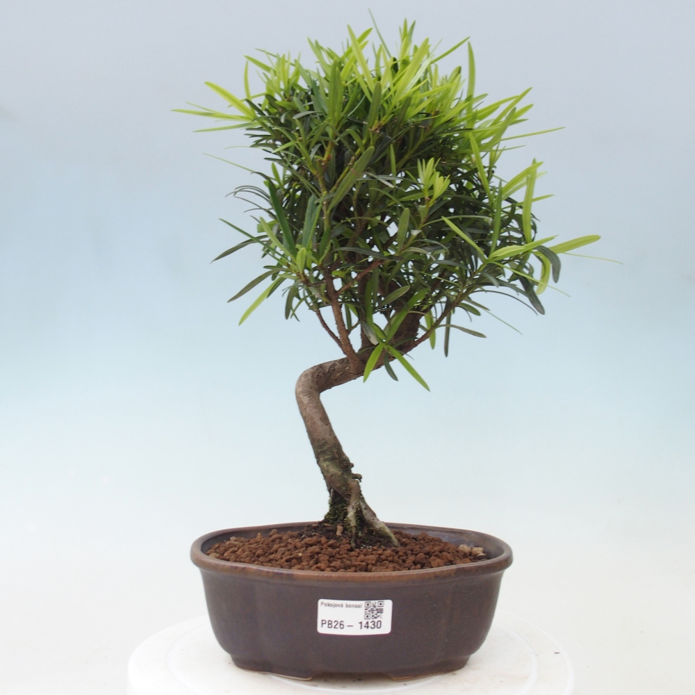 Camera bonsai - Podocarpus - Tasso delle pietre