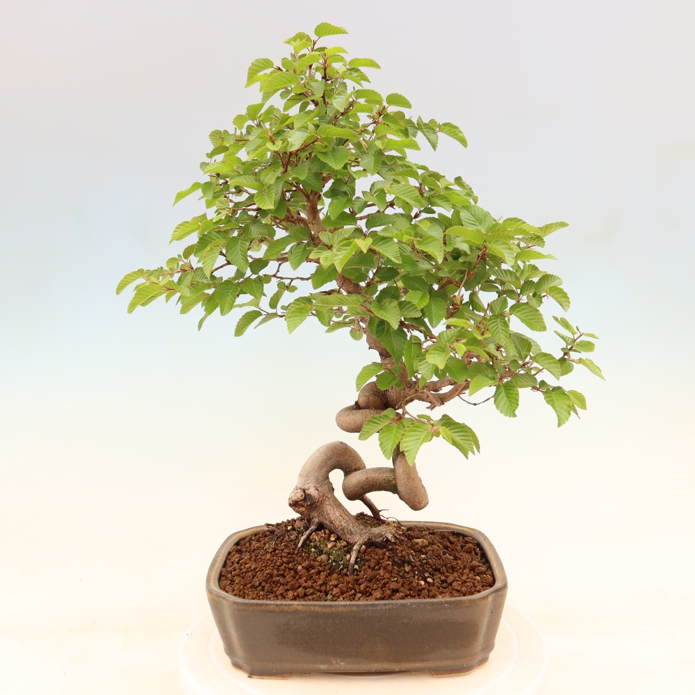 Bonsai da esterno -Carpinus Coreana - Carpino coreano