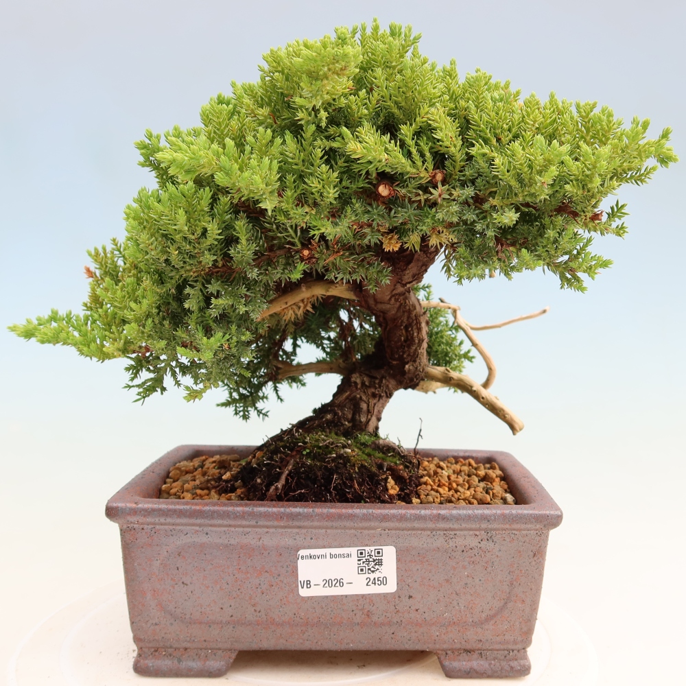 Bonsai da esterno - Juniperus procumbens - Juniperus procumbens