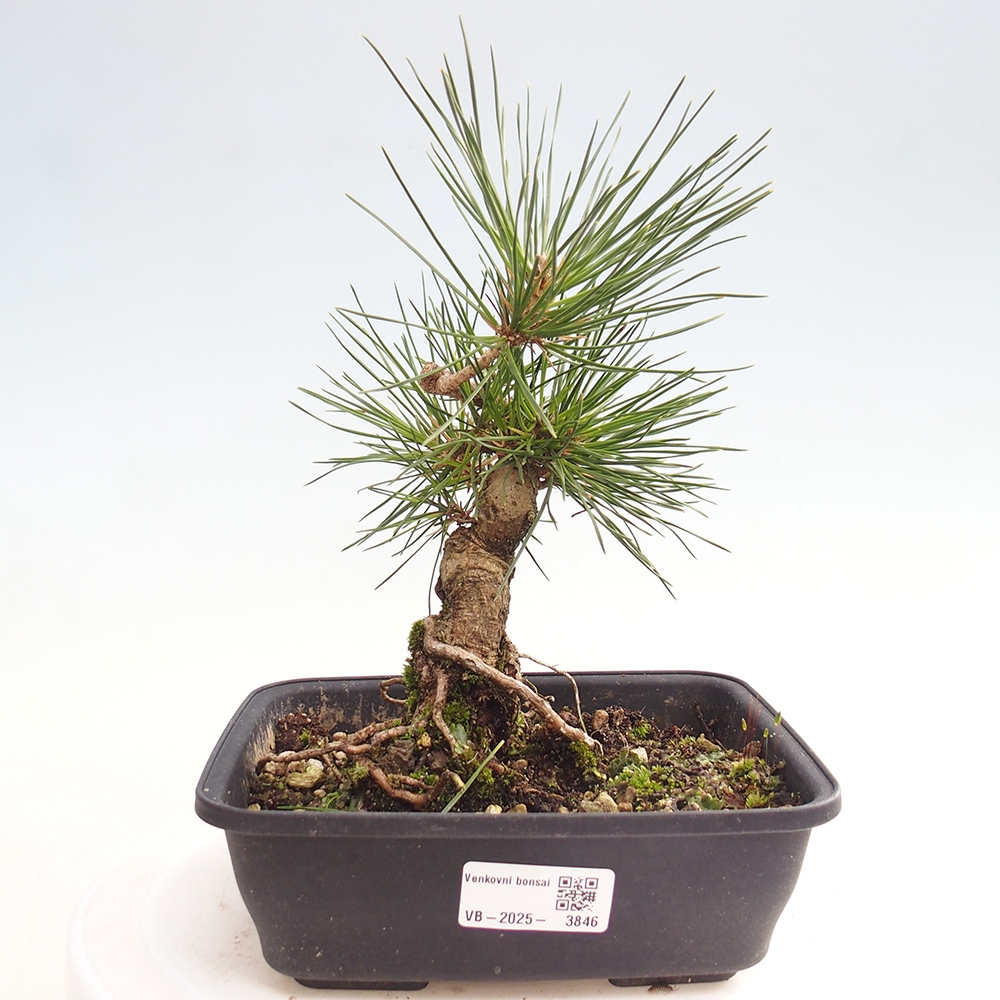 Bonsai da esterno - Pinus thunbergii - Pino di Thunberg