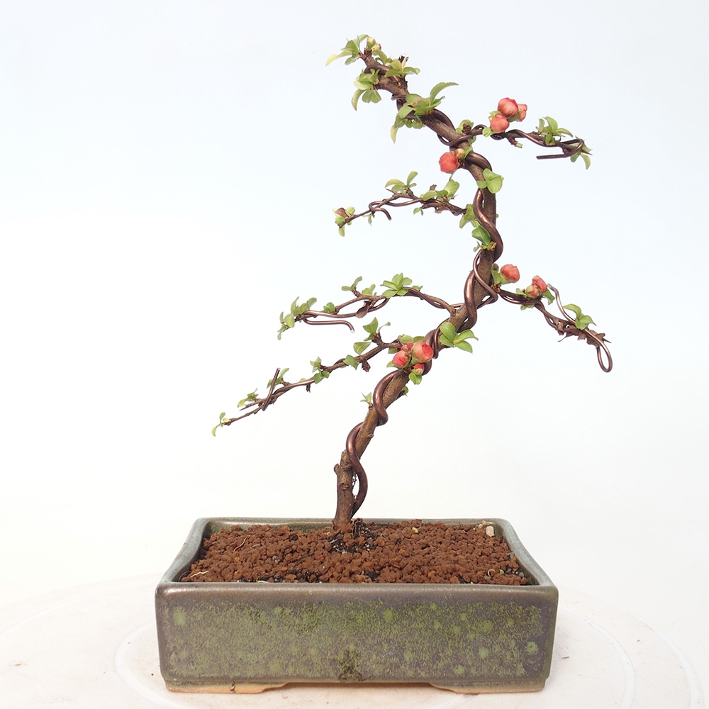 Bonsai da esterno - Chaneomeles s. Red Joy - Cotogno