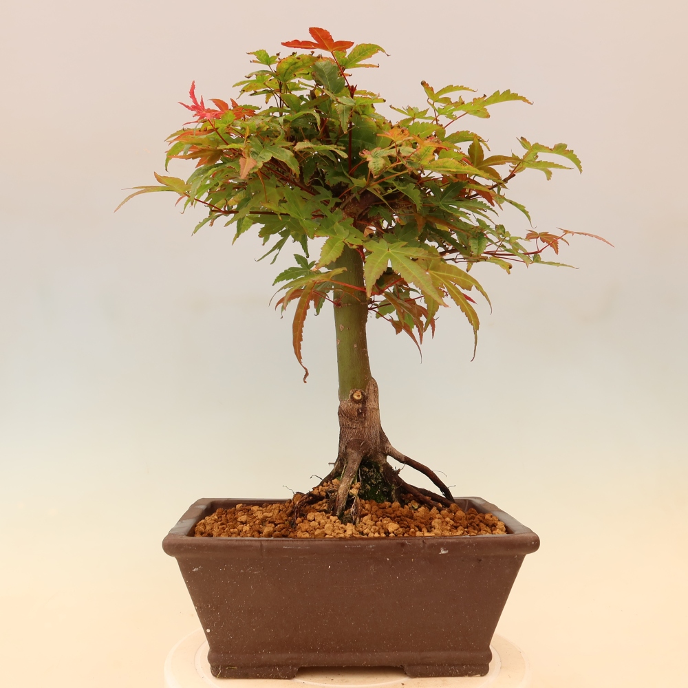 Acero norvegese - Acer palmatum Beni Tsukasa