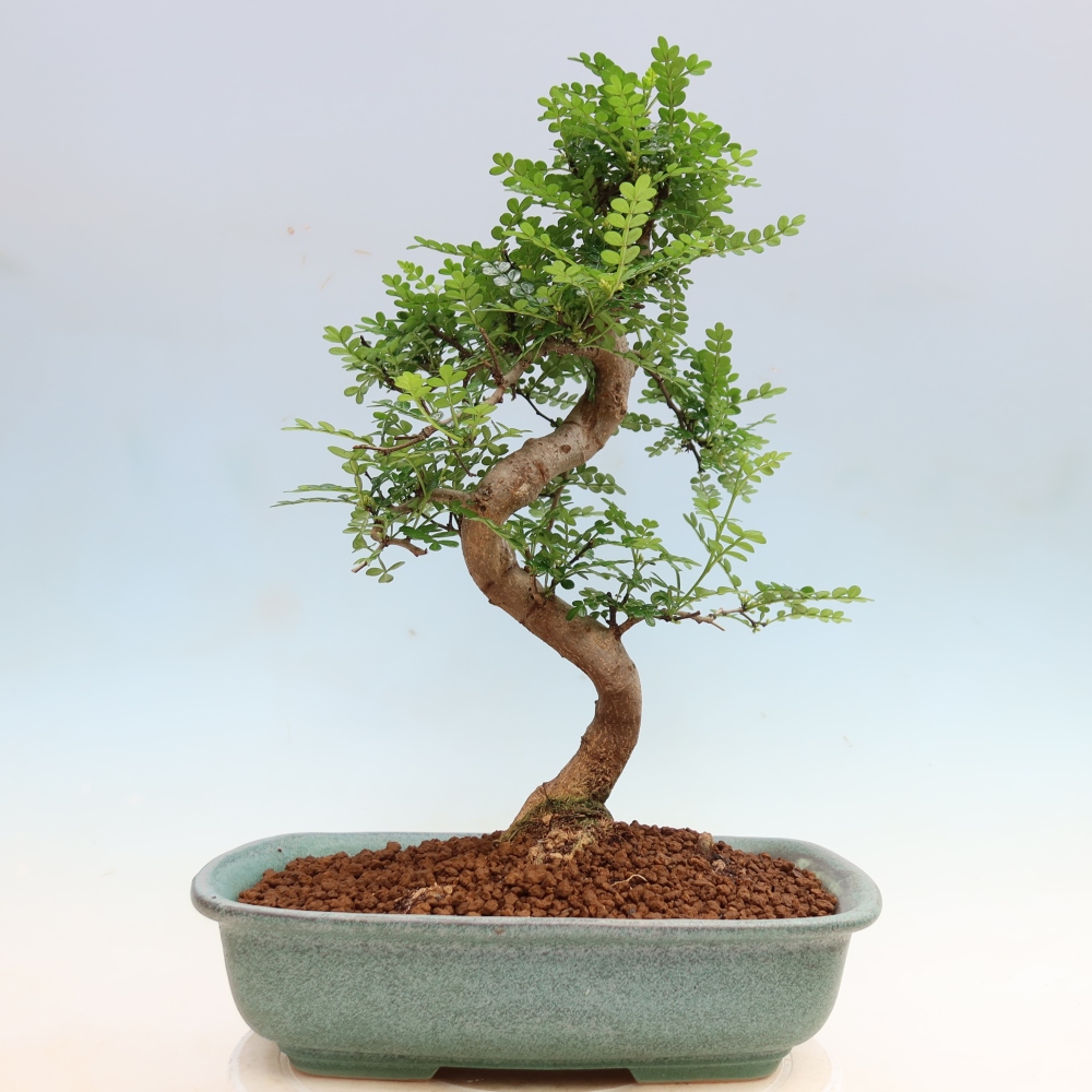Camera bonsai - Zantoxylum piperitum - albero del pepe