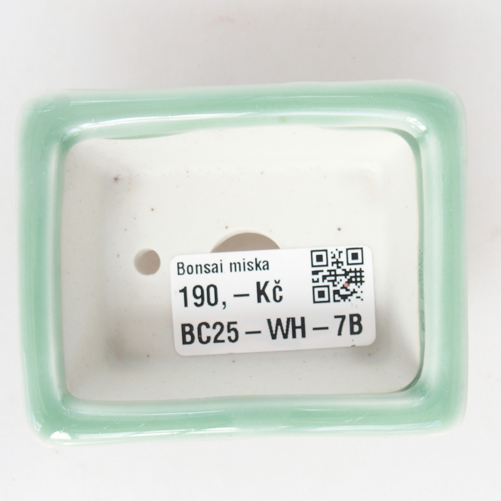 Mini bonsai 8 x 6 x 3 cm, verde