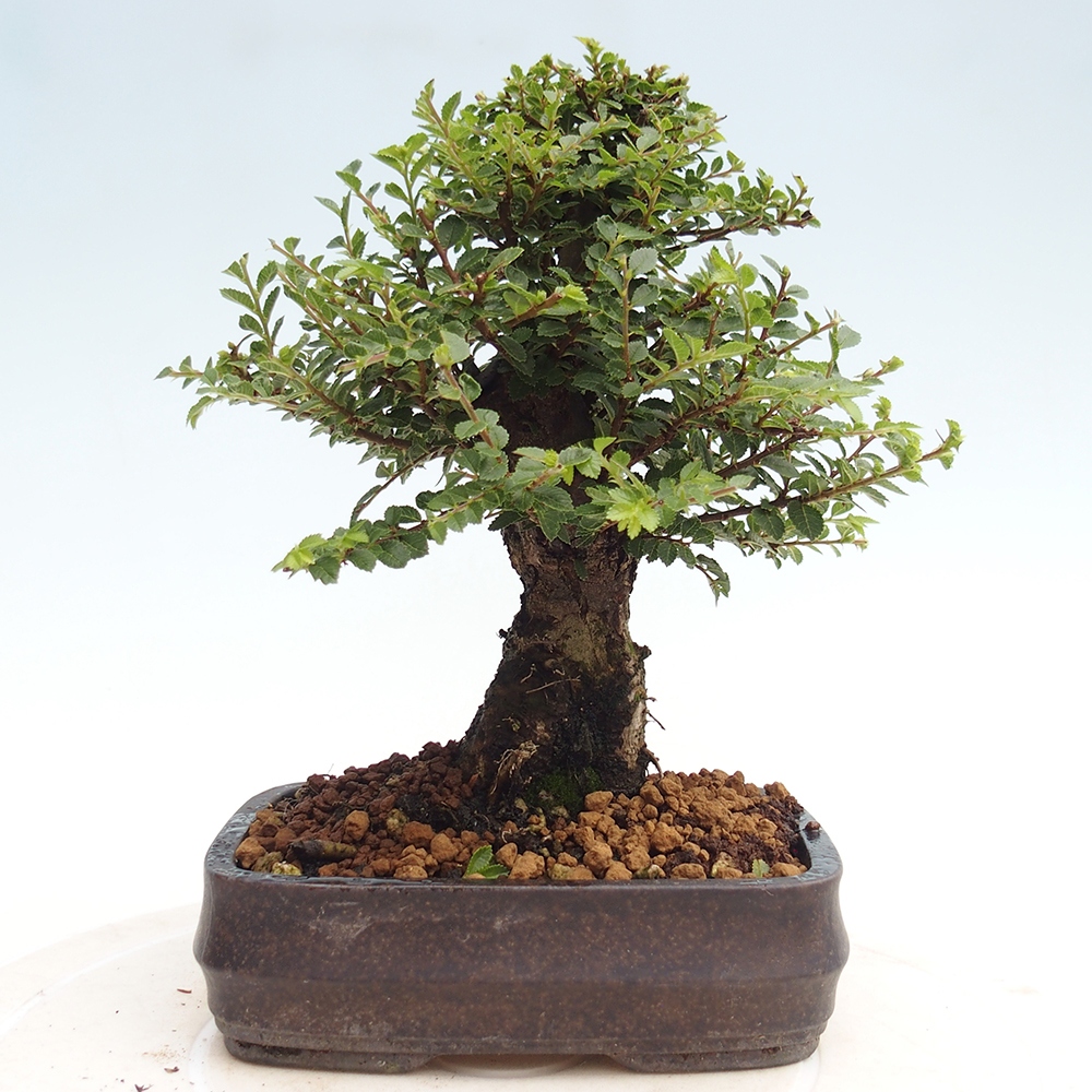 Bonsai da esterno - Ulmus parvifolia Hokkaido - Olmo cinese