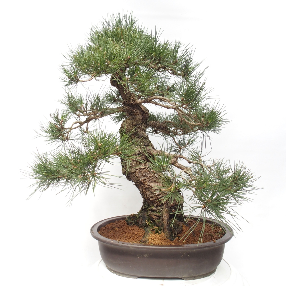 Bonsai da esterno - Pinus thunbergii - Pino di Thunberg