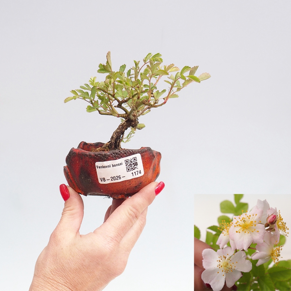 Bonsai da esterno - Rosa sp. - rosa a fiore piccolo