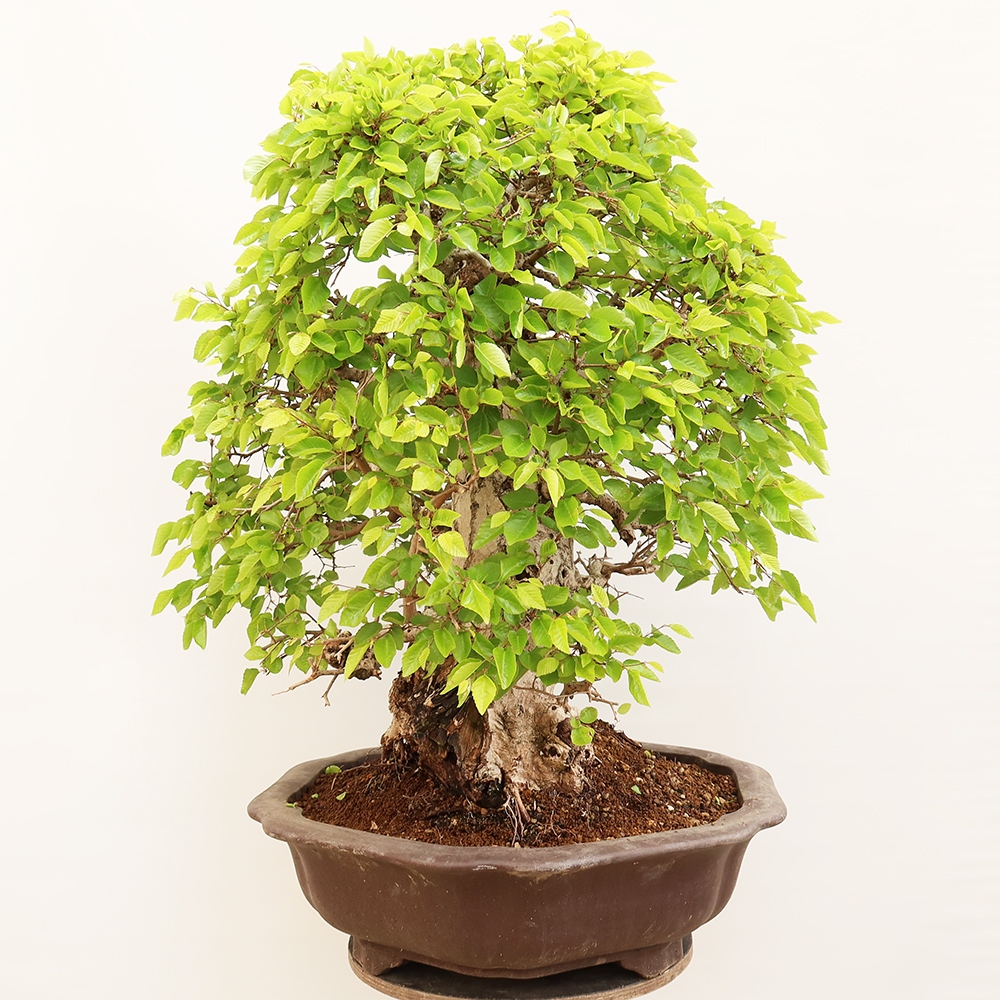 Bonsai da esterno -Carpinus Coreana - Carpino coreano