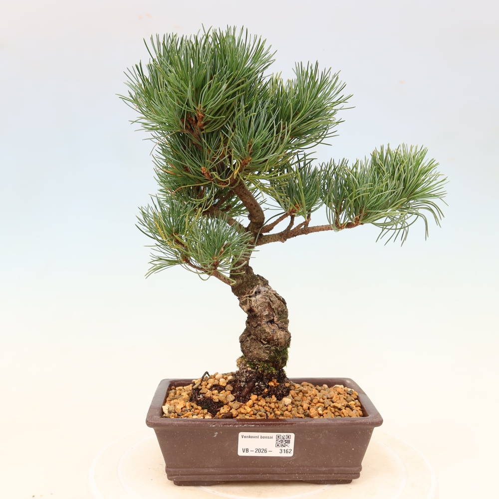 Bonsai da esterno - Pinus parviflora - Pinus parviflora