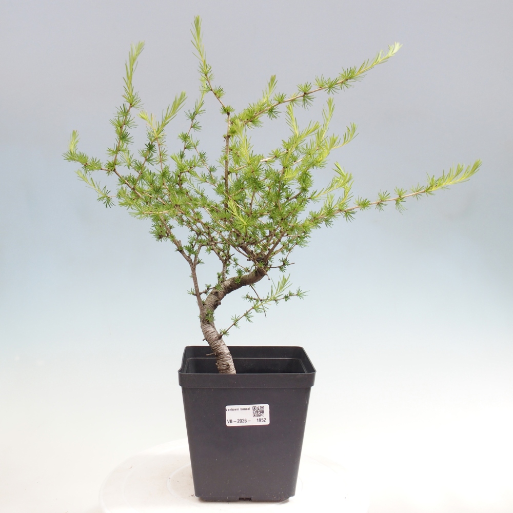 Bonsai da esterno -Larix decidua - Larice