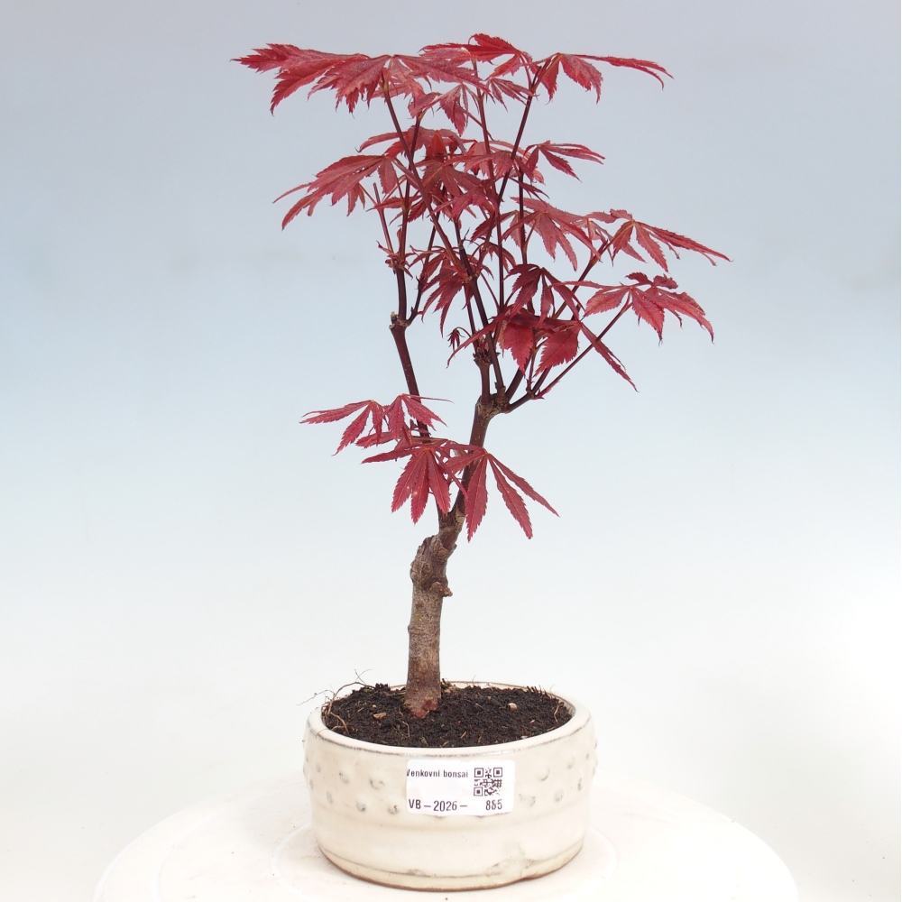 Bonsai da esterno - Palma Acer. Atropurpureum-Javor palmate