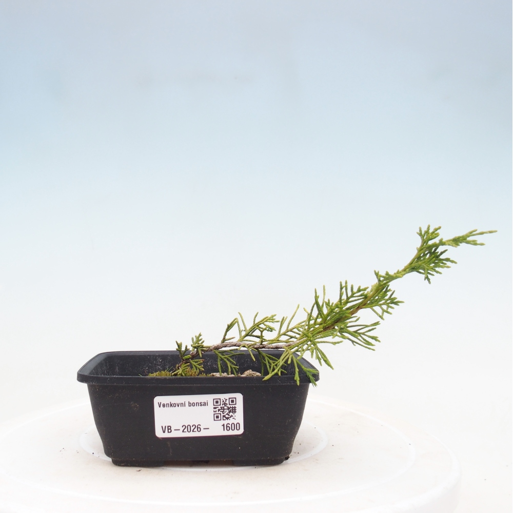 Bonsai da esterno - Juniperus chinensis Itoigawa