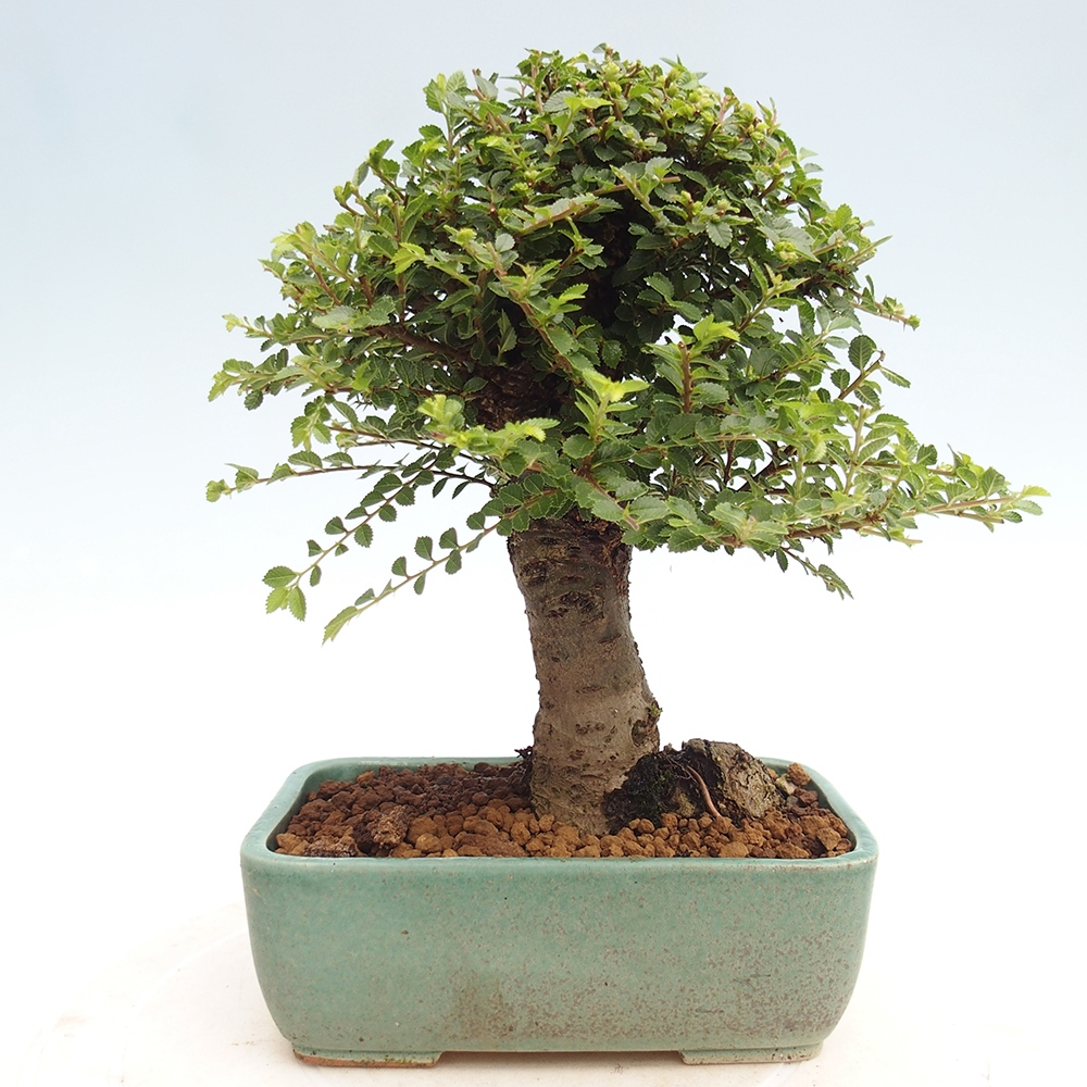 Bonsai da esterno - Ulmus parvifolia Hokkaido - Olmo cinese