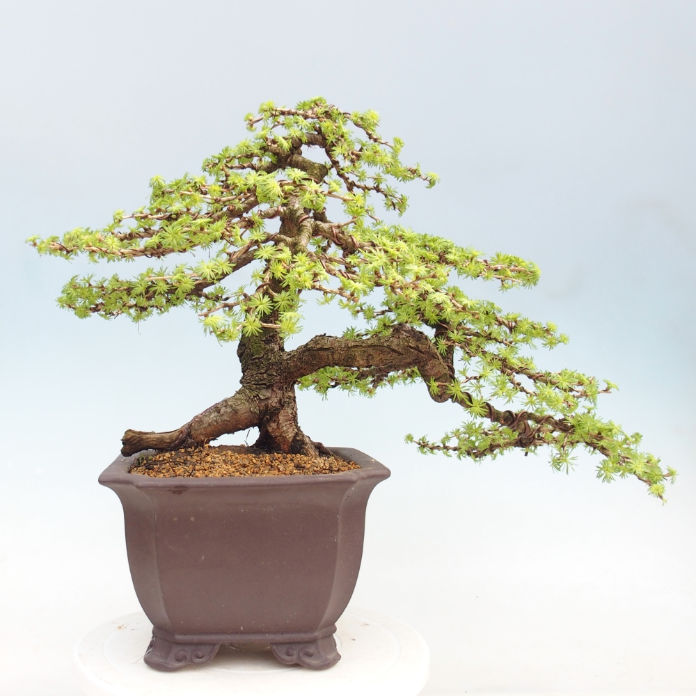 Bonsai da esterno -Larix decidua - Larice
