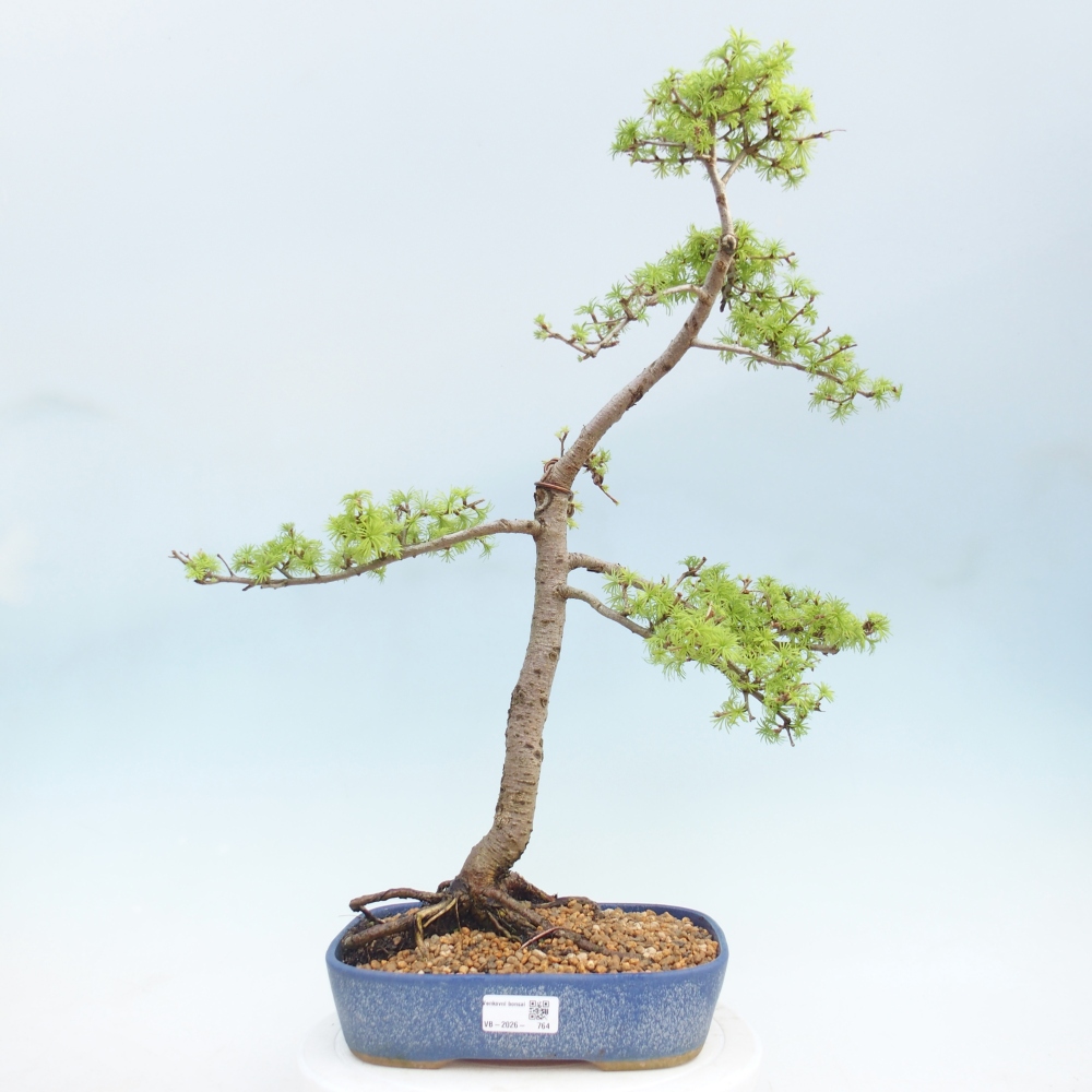Bonsai da esterno -Larix decidua - Larice