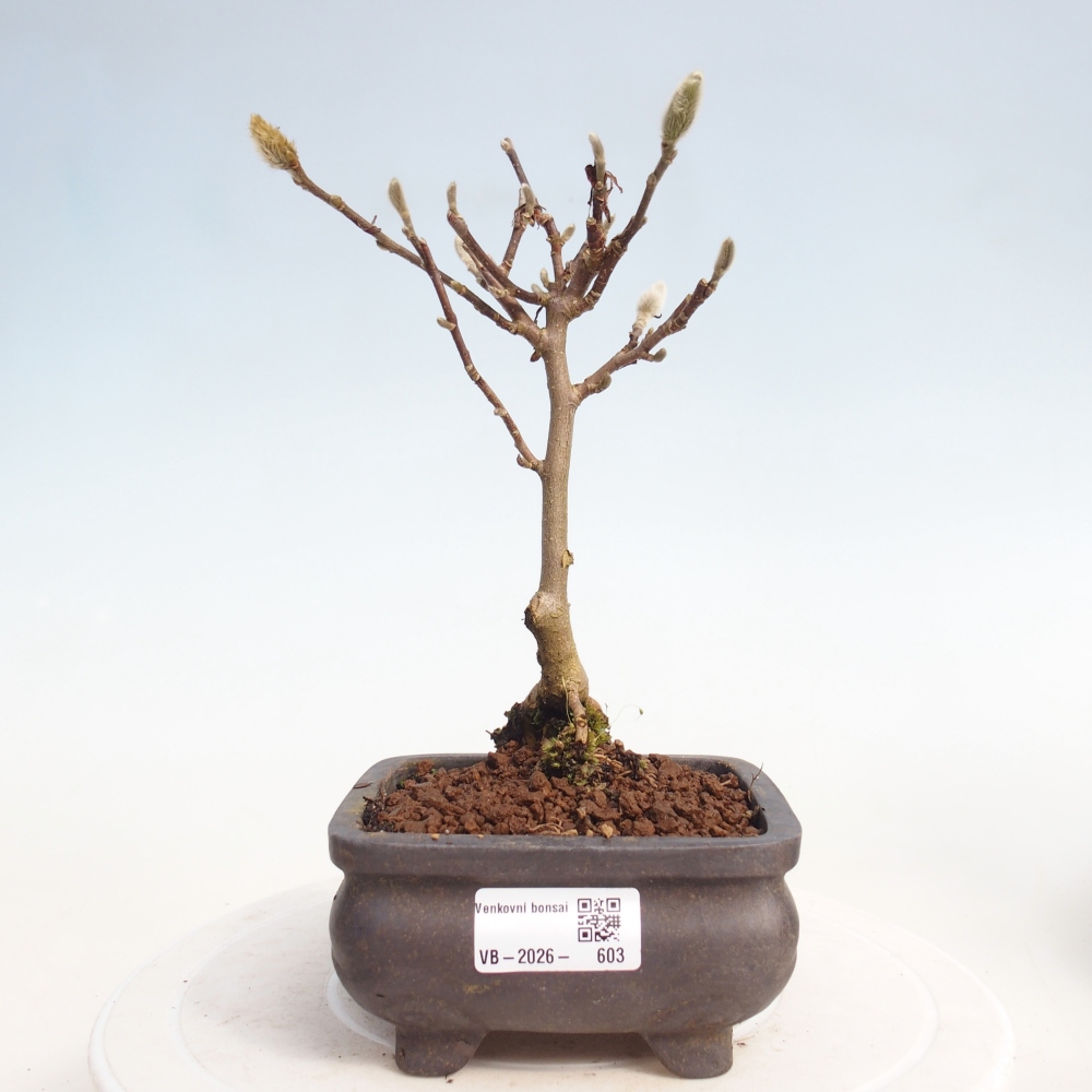 Bonsai da esterno - Magnolia stellata