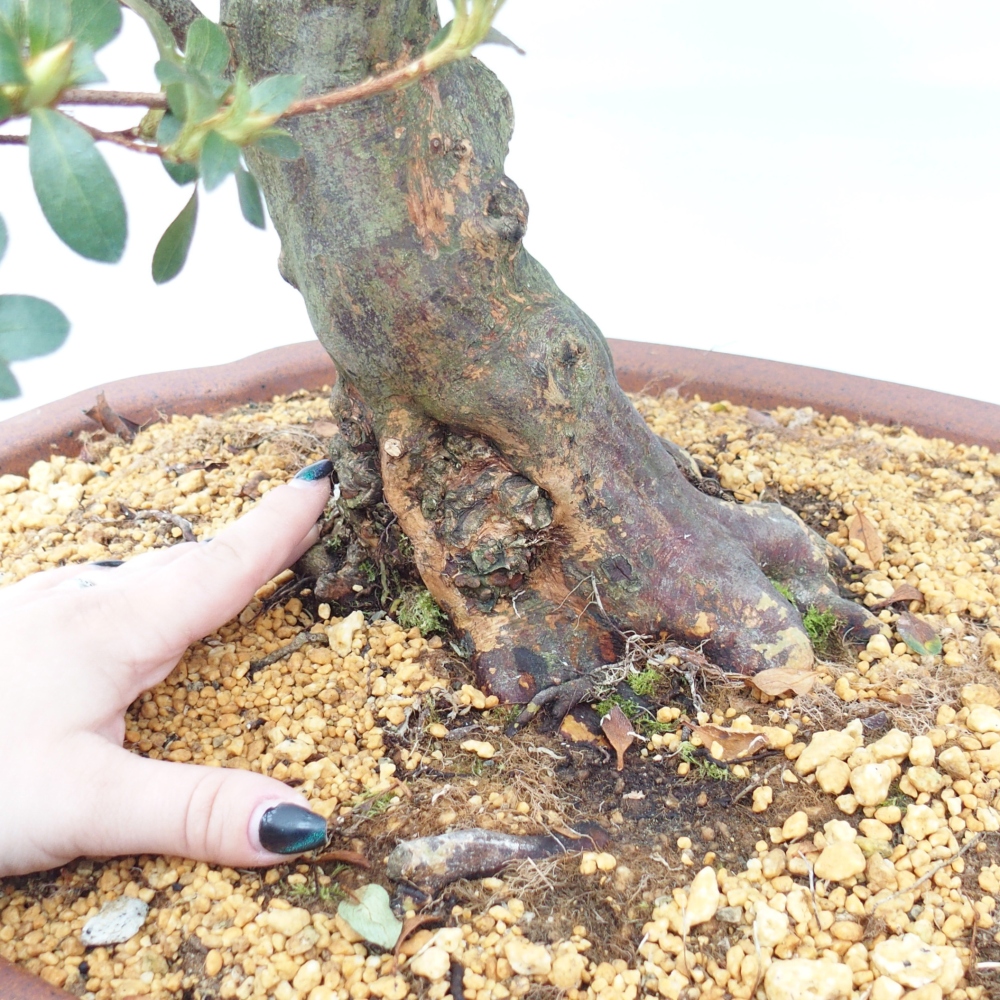 Bonsai da esterno - Azalea giapponese - Azalea Sansei