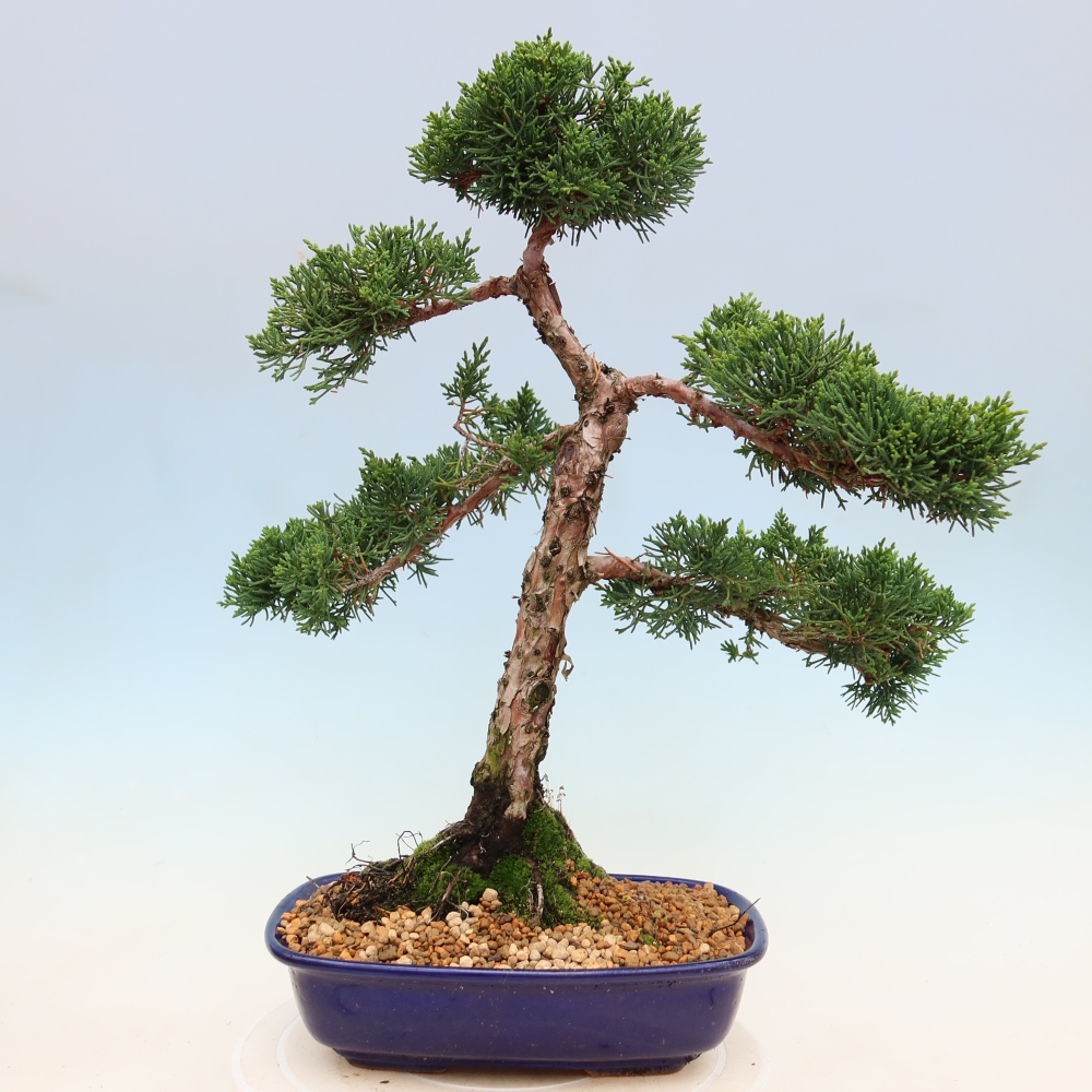 Bonsai da esterno - Juniperus chinensis Kishu