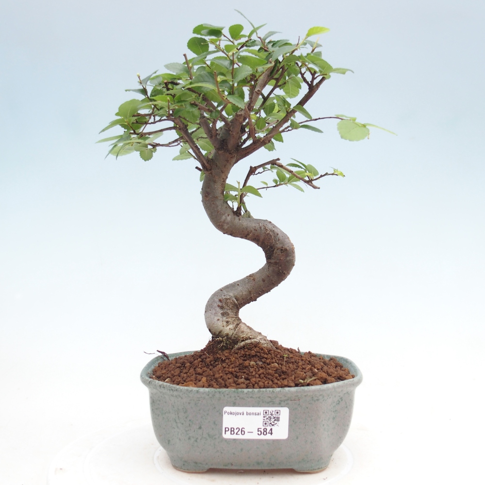 Camera bonsai - Ulmus parvifolia - Olmo a foglie piccole