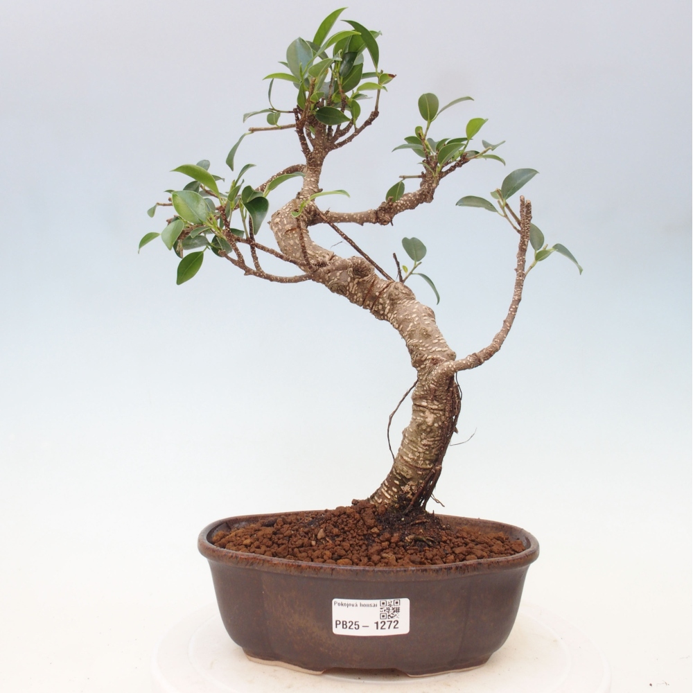 Camera bonsai - Ficus retusa - ficus a foglie piccole