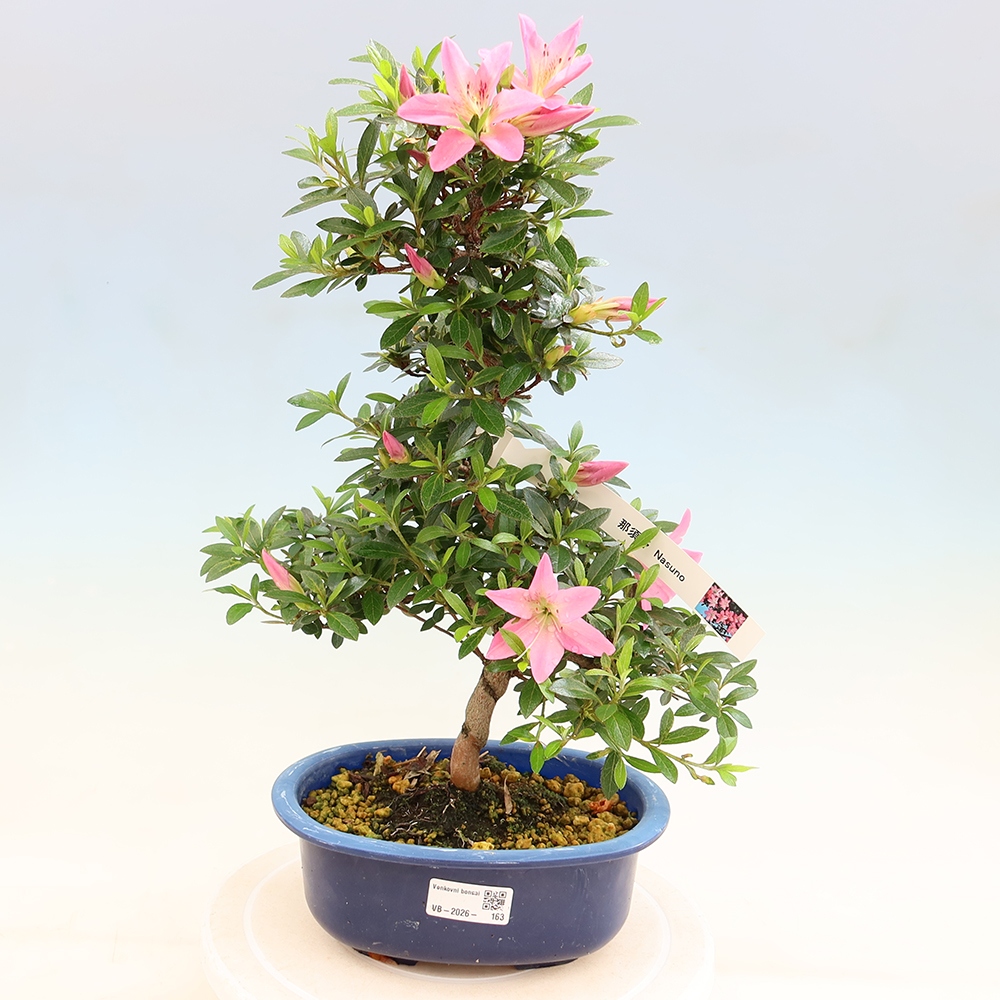 Bonsai da esterno - Azalea giapponese - Azalea Nasuno