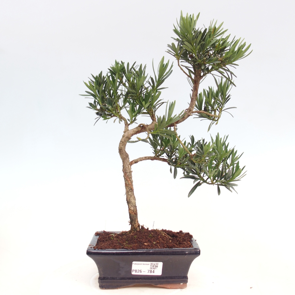 Camera bonsai - Podocarpus - Tasso delle pietre
