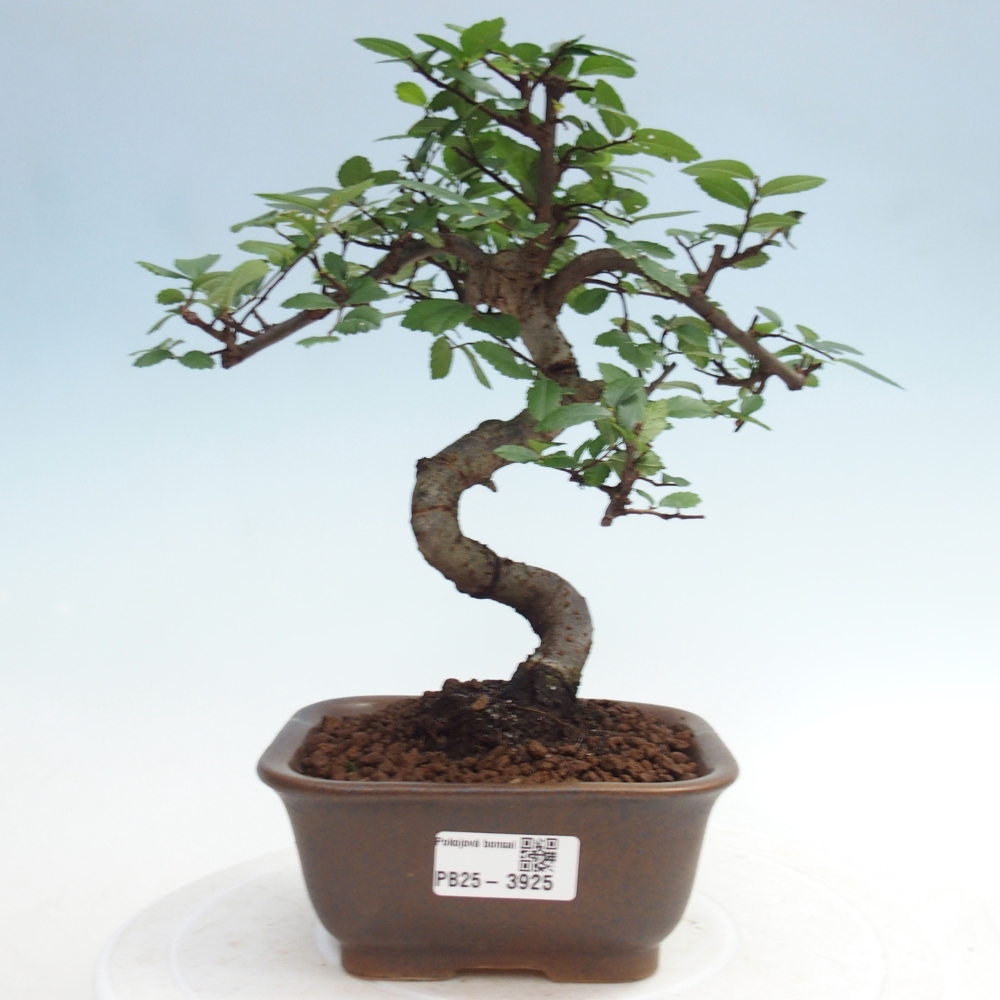 Camera bonsai - Ulmus parvifolia - Olmo a foglie piccole