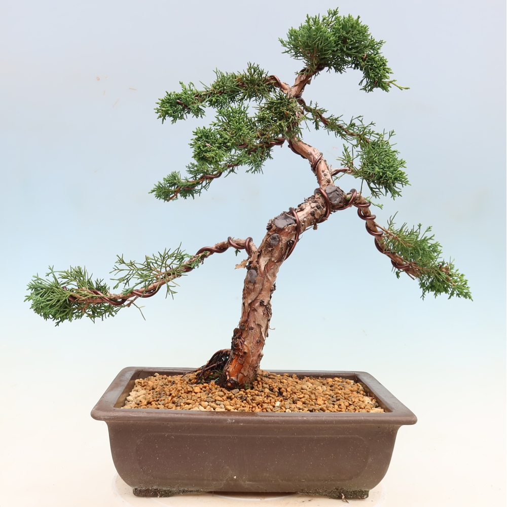 Bonsai da esterno - Juniperus chinensis Kishu
