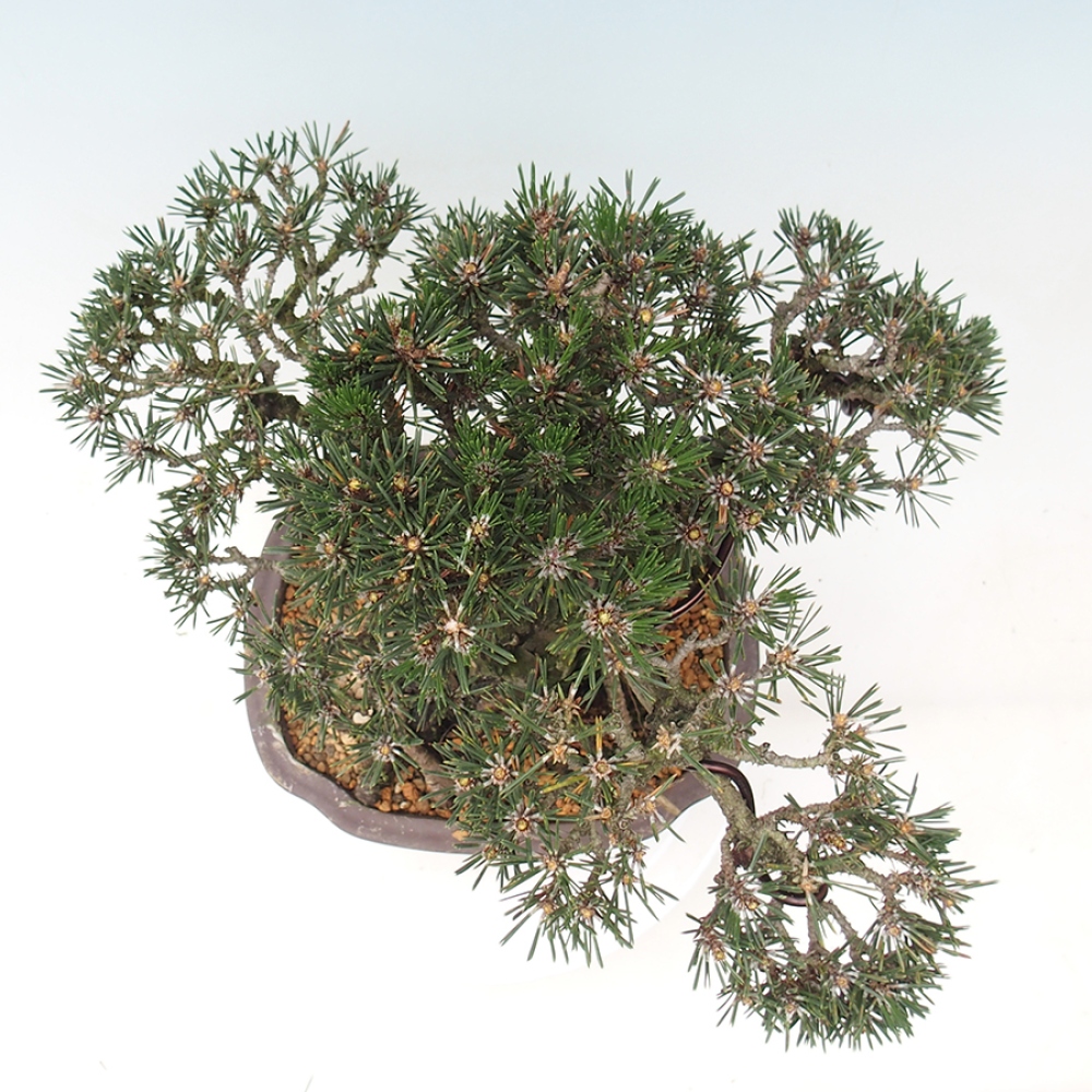 Bonsai da esterno - Pinus thunbergii Kotobuki - Pino di Thunberg