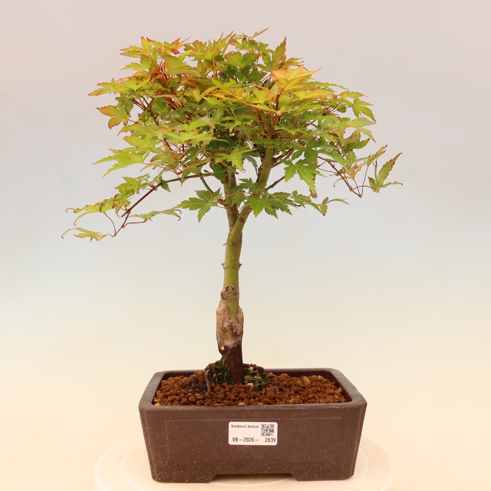 Acero norvegese - Acer palmatum Beni Tsukasa