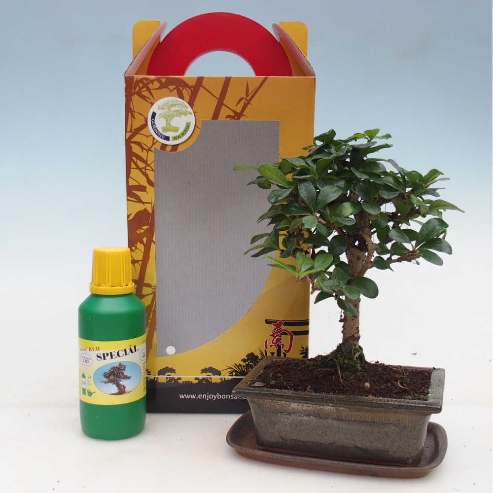 Bonsai da camera in confezione regalo Carmona microphylla - Tea fuki
