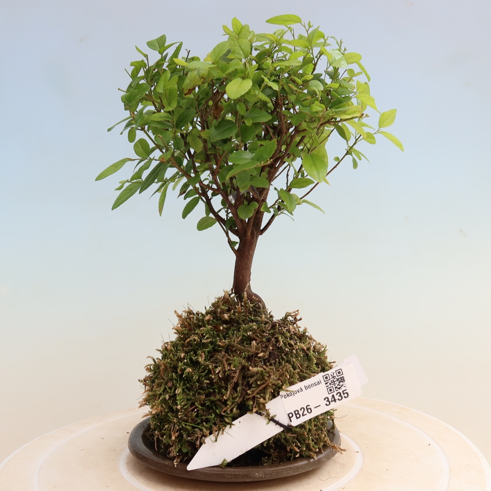 Kokedama con sottovaso - Sagerécie thea - Sagerécie thea