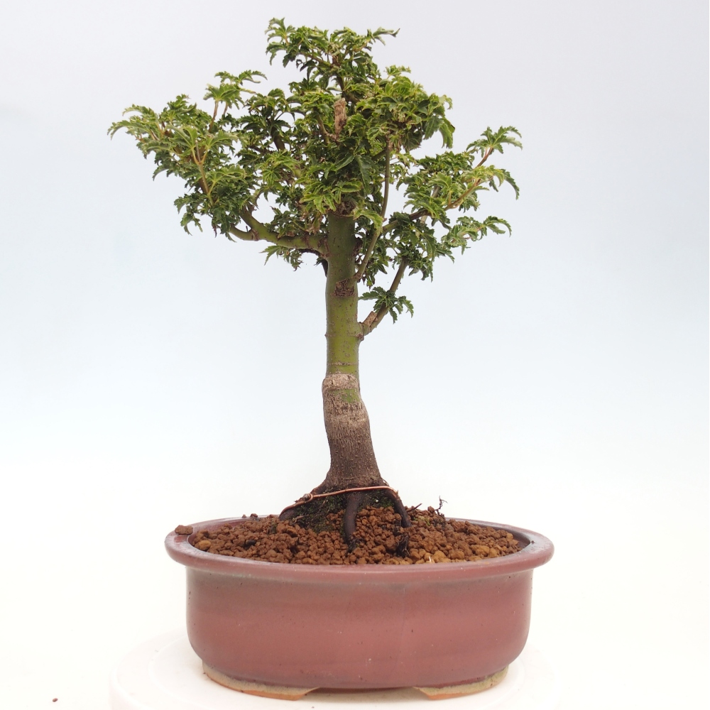 Bonsai da esterno -Palma di Giava Acer palmatum Shishigashira