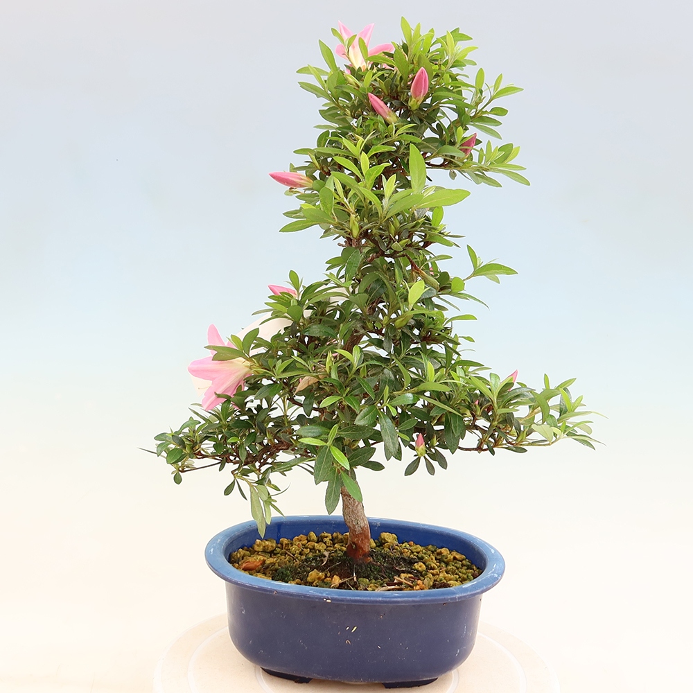 Bonsai da esterno - Azalea giapponese - Azalea Nasuno
