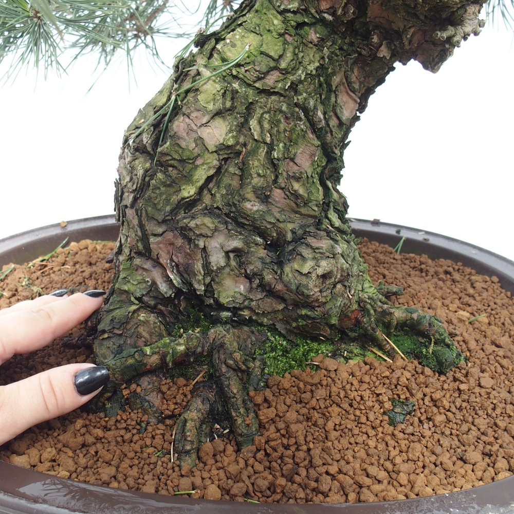 Bonsai da esterno - Pinus thunbergii - Pino di Thunberg