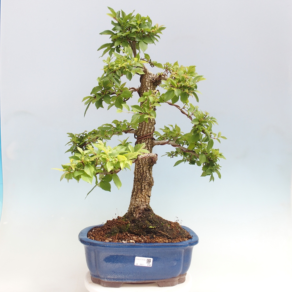 Bonsai da esterno - Zelkova - Zelkova NIRE