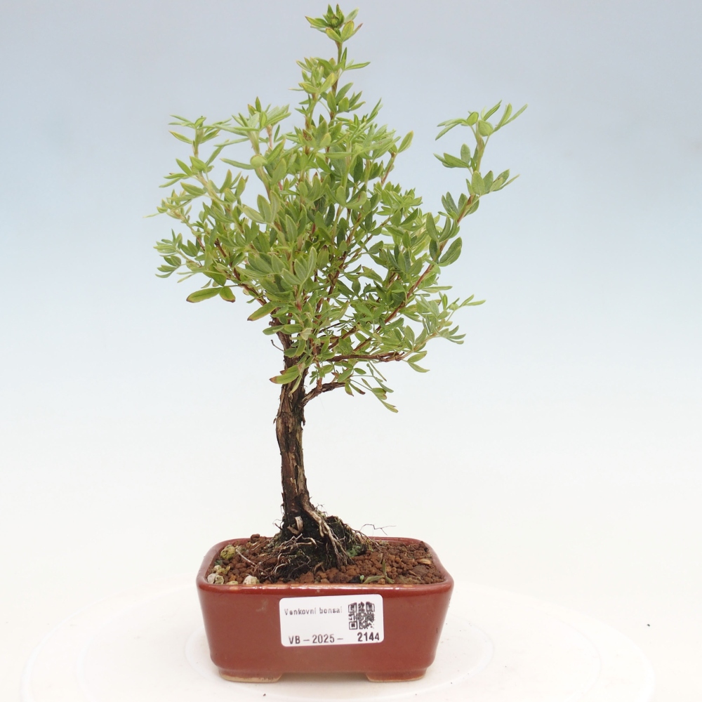 Bonsai da esterno - Potentila fruticosa yellow Bird