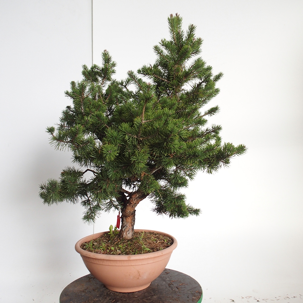 Yamadori - Pinus sylvestris Spagna