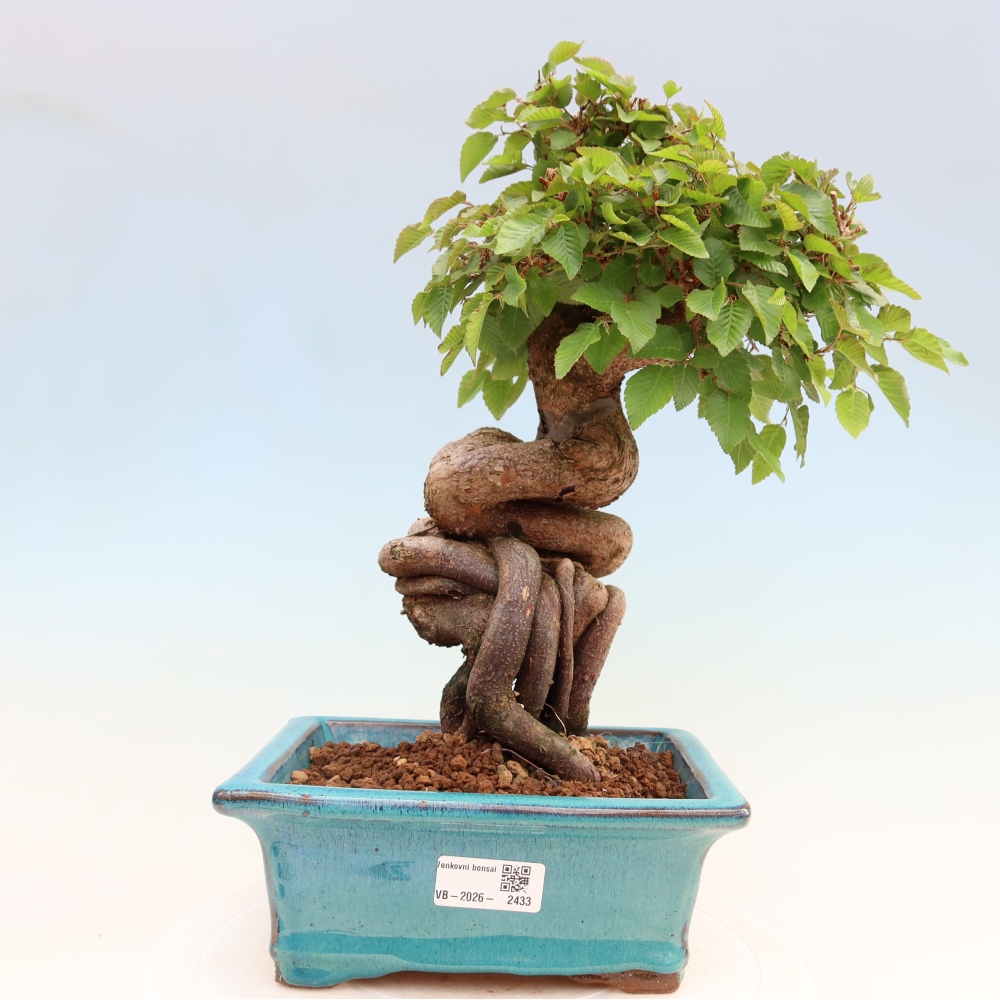 Bonsai da esterno -Carpinus Coreana - Carpino coreano