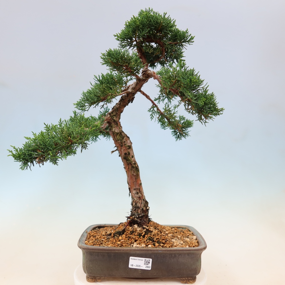 Bonsai da esterno - Juniperus chinensis Kishu