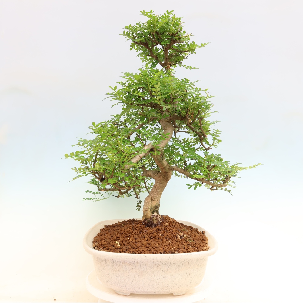 Camera bonsai - Zantoxylum piperitum - albero del pepe