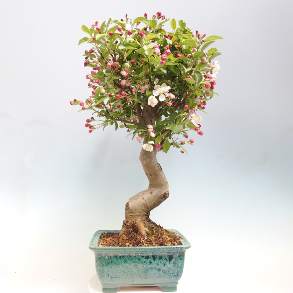 Bonsai da esterno -Malus halliana - Melo a frutto piccolo