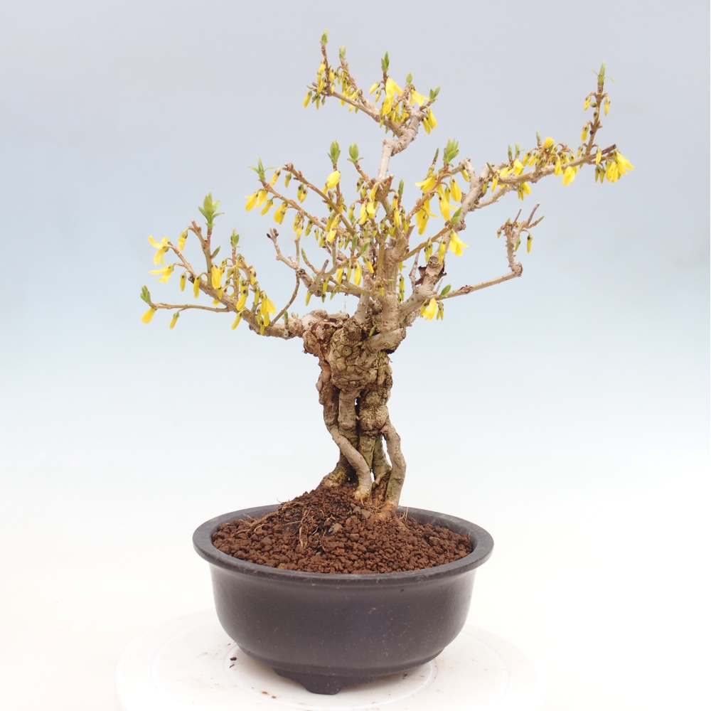 Bonsai da esterno - Zlatice - Forsythia koreana