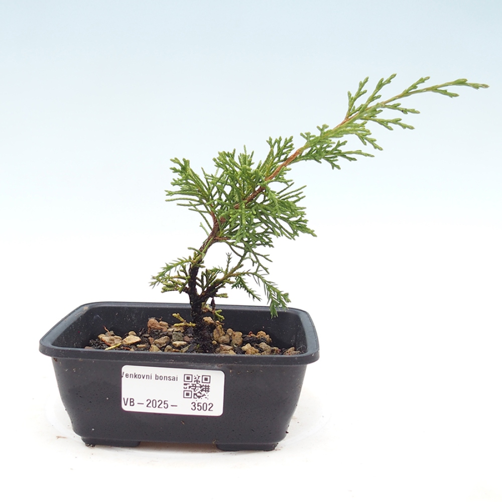 Bonsai da esterno - Juniperus chinensis Itoigawa