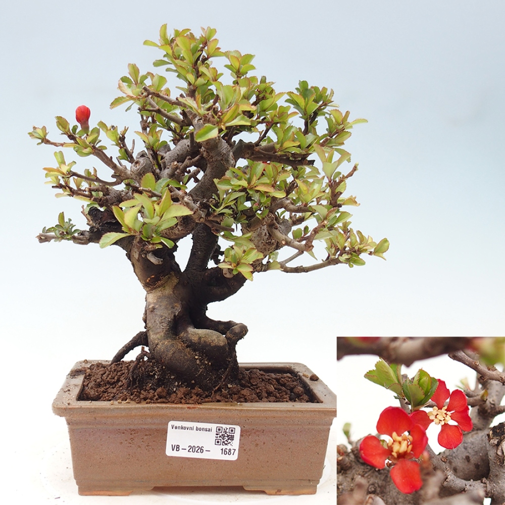 Bonsai da esterno - Chaneomeles speciosa - Cotogno